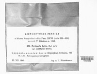 Pertusaria lactea image